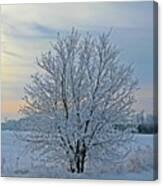 Frosted Sunrise Canvas Print