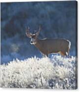 Frosty Morn Canvas Print