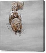 Frozen Fleece Canvas Print