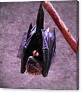Fruit Bat Canvas Print