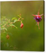 Fuchsia Buds And Bloom Canvas Print