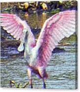 Full Winged Spoonbill Canvas Print