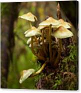 Fungal Blooms Canvas Print