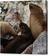 Fur Seals On The Ballestas Islands, Peru Canvas Print