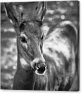Fuzzy New Antlers Canvas Print