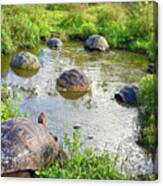 Galapagos Tortoises At The Pond Canvas Print