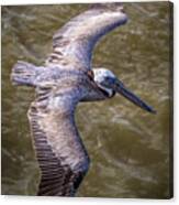 Galveston Pelican Canvas Print