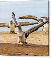 Gannet Chick 2 - Flying School Canvas Print