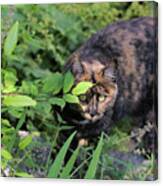 Garden Cat On The Hunt Canvas Print