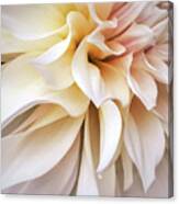 Garden Dahlia Queen Canvas Print