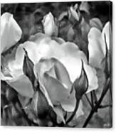 Garden Roses Black And White Canvas Print