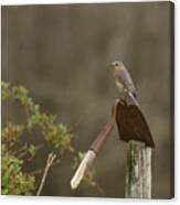 Garden Visitor Canvas Print