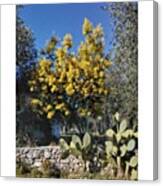 #gargano #mimosa #tree Canvas Print