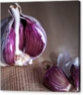 Garlic Canvas Print