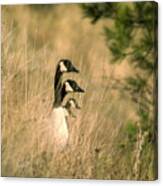 Geese In A Row Canvas Print