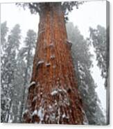 General Sherman Is The Biggest Tree In The World Canvas Print