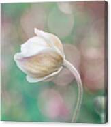 Gentle White Flower 2 Canvas Print