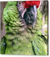 George The Parrot Canvas Print