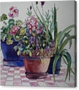 Geraniums And Pansies Canvas Print