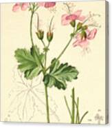 Geraniums Canvas Print