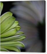 Gerbera Back Beauty Canvas Print