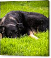 German Shepherd Sleeping Canvas Print