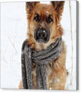 German Shepherd Wearing Scarf In Snow Canvas Print