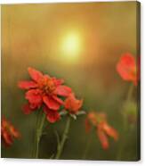 Geums Sing Morning Canvas Print