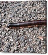 Giant African Millipede Canvas Print