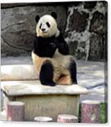 Giant Panda On Bench Canvas Print