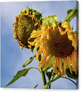 Giant Sunflower Canvas Print