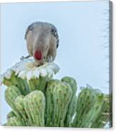 Gila Woodpecker And Saguaro Cactus Flower 7320 Canvas Print