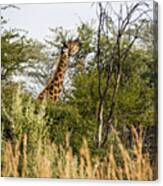 Giraffe Browsing Canvas Print