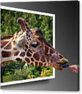 Giraffe Feeding Out Of Frame Canvas Print