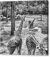 Giraffe Reticulated Canvas Print