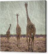 Giraffes In Namibia Canvas Print