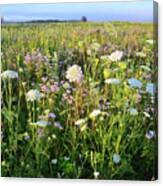 Glacial Park Wildflower Prairie Canvas Print