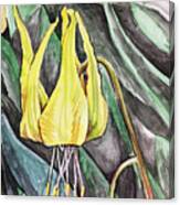 Glacier Lily Canvas Print