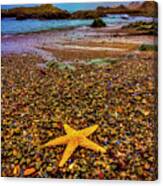 Glass Beach Starfish Canvas Print