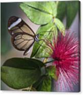 Glasswing Butterfly On A Fairy Duster Canvas Print