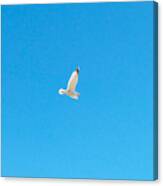 Gliding Seagull Canvas Print