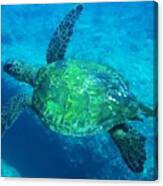 Glistening Honu Canvas Print