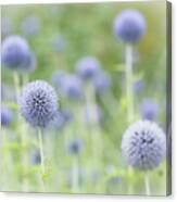 Globe Thistles Canvas Print