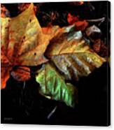 Glorious Autumn Colors Canvas Print