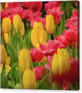 Glorious Bed Of Tulips Canvas Print