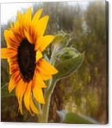 Glorious Sunflower Canvas Print