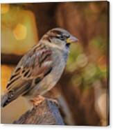 Glowing Sparrow Canvas Print