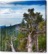 Gnarly Trees 1 Canvas Print