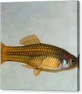 Go Fish Canvas Print