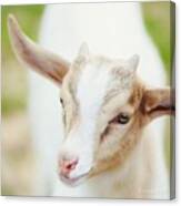 #goat #baby #tierkinder #spring Canvas Print